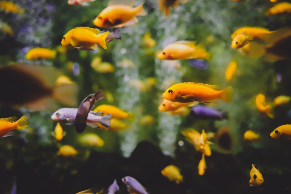 Some important tips to move fish tank easily.